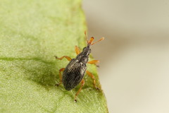 Pseudapion rufirostre