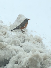 Turdus migratorius