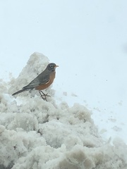 Turdus migratorius
