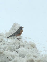 Turdus migratorius