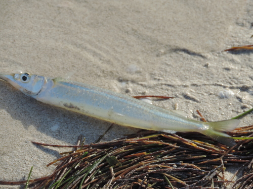 Common halfbeak (Hyporhamphus unifasciatus) — Hemiramphidae — 2