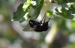 Copestylum comstocki