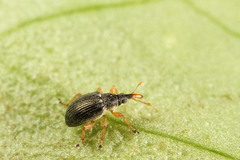 Pseudapion rufirostre