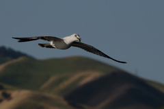 Larus delawarensis