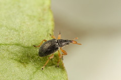 Pseudapion rufirostre