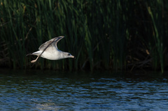Larus delawarensis