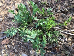 Astragalus iodanthus iodanthus