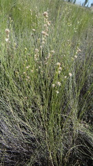 Baccharis spartioides