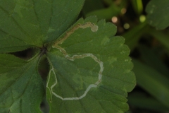 Phytomyza ranunculi