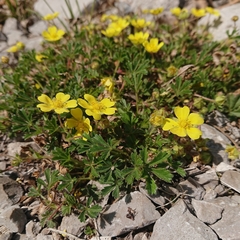Potentilla pusilla