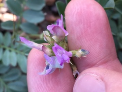 Astragalus iodanthus iodanthus