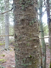 Abies balsamea image