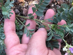 Astragalus iodanthus iodanthus