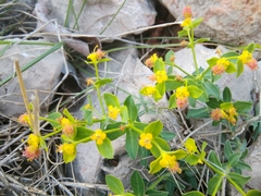 Euphorbia fragifera