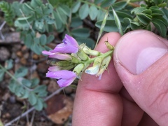 Astragalus iodanthus iodanthus