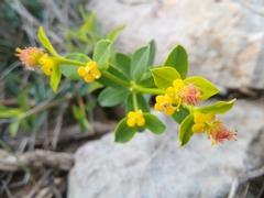 Euphorbia fragifera