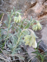 Onosma echioides