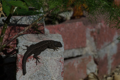 Sceloporus occidentalis