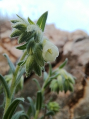 Onosma echioides