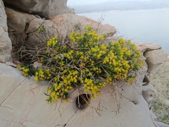 Euphorbia fragifera