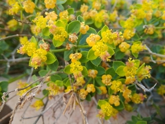 Euphorbia fragifera