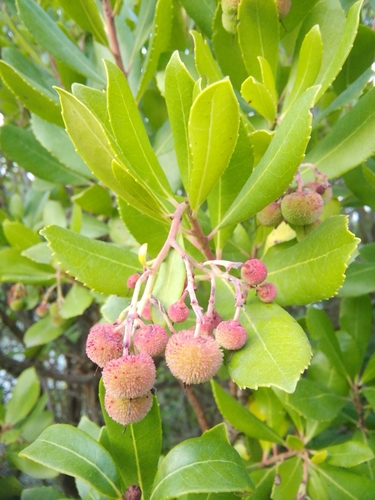 Maginja (Arbutus unedo)