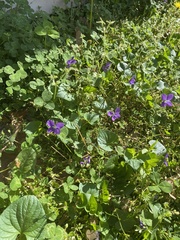 Viola sororia