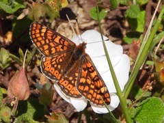 Euphydryas aurinia beckeri