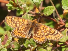 Euphydryas aurinia beckeri