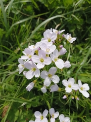 Cardamine pratensis