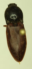 Prosternon bombycinum