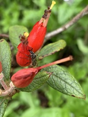 Bibio xanthopus