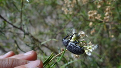 Heilipodus argentinicus