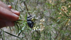 Heilipodus argentinicus