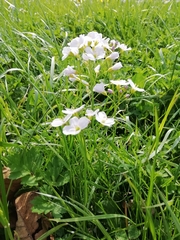 Cardamine pratensis