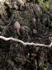 Mycena atroincrustata