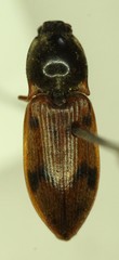 Stropenron pudica