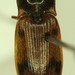 Pseudanostirus pudicus - Photo (c) Scott Gilmore, some rights reserved (CC BY-NC), uploaded by Scott Gilmore
