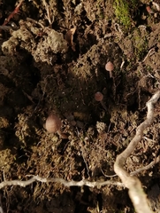 Mycena atroincrustata