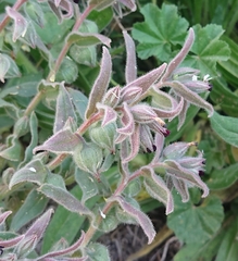 Nonea vesicaria