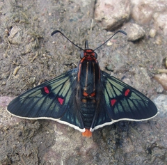 Amenis pionia
