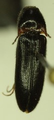Ampedus atripennis