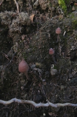 Mycena atroincrustata