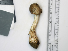 Amanita submaculata