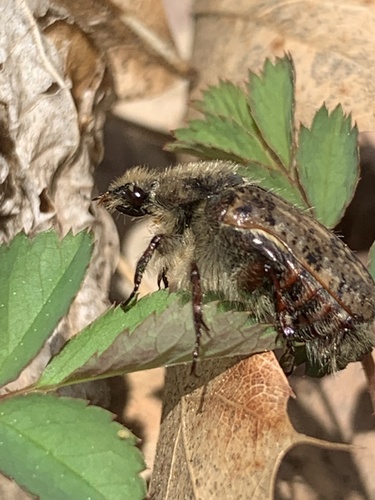 Bumble Flower Beetle photo 3