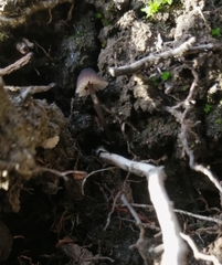 Mycena atroincrustata