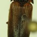 Agriotes thevenetii - Photo (c) Scott Gilmore, algunos derechos reservados (CC BY-NC), subido por Scott Gilmore