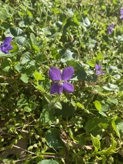 Viola sororia
