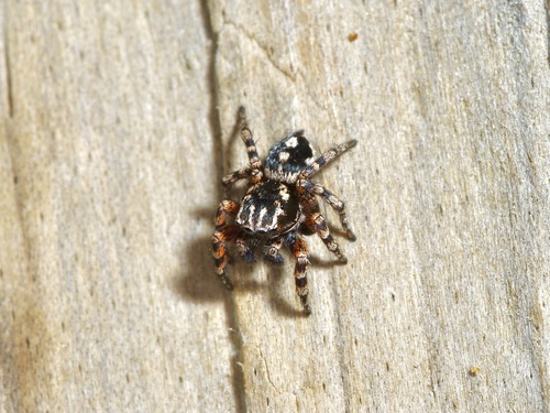 Habronattus fallax photo 5