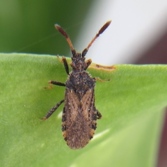 Strobilotoma typhaecornis